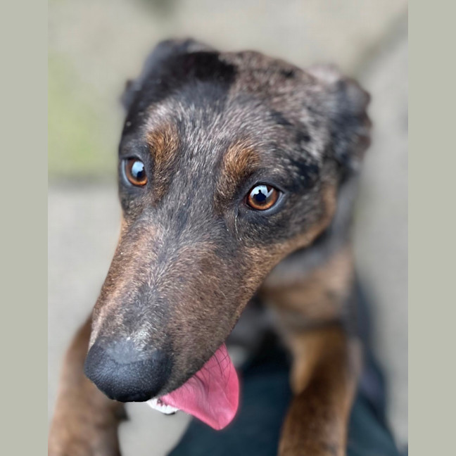 Photo of Lacey