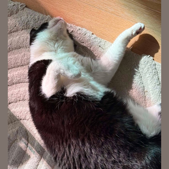 Photo of Charlie   Located In Brunswick West