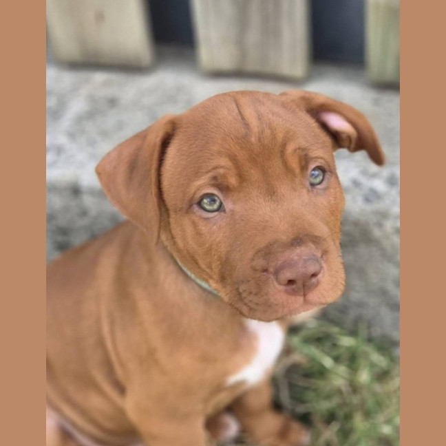 Photo of Rex