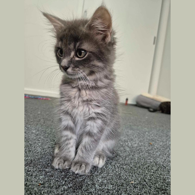 Photo of Dusty