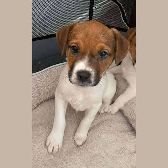 Jeannie - Small Female Jack Russell Terrier Mix Dog in VIC ...