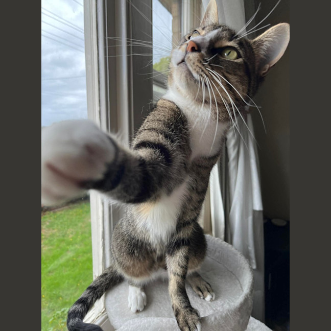 Photo of Loki