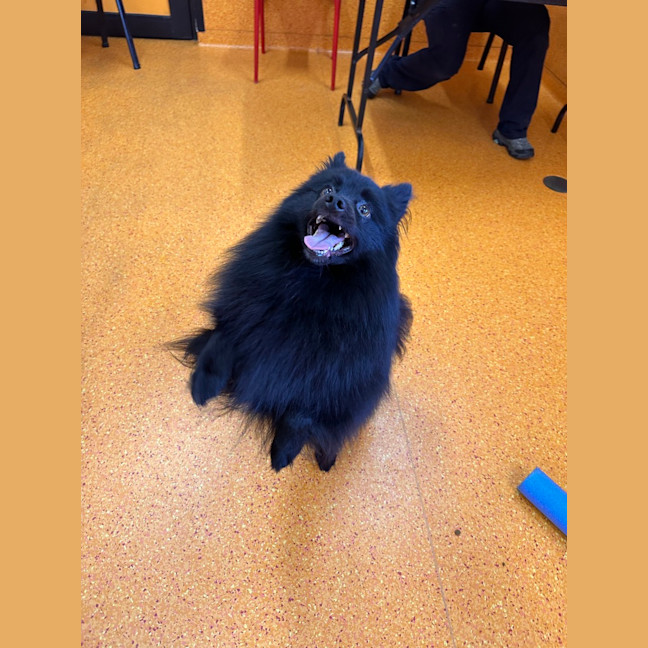 Photo of Odin