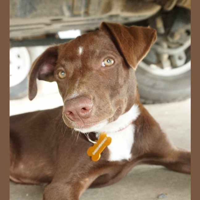 Photo of Scotch