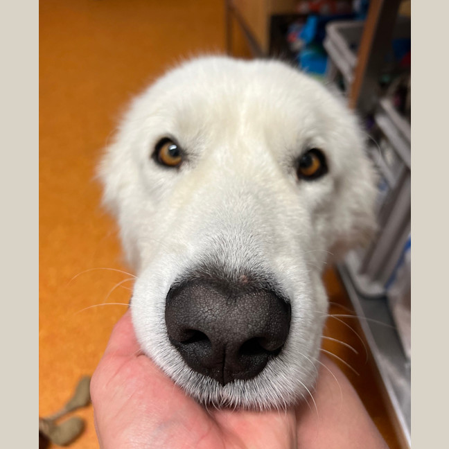 Photo of Casper