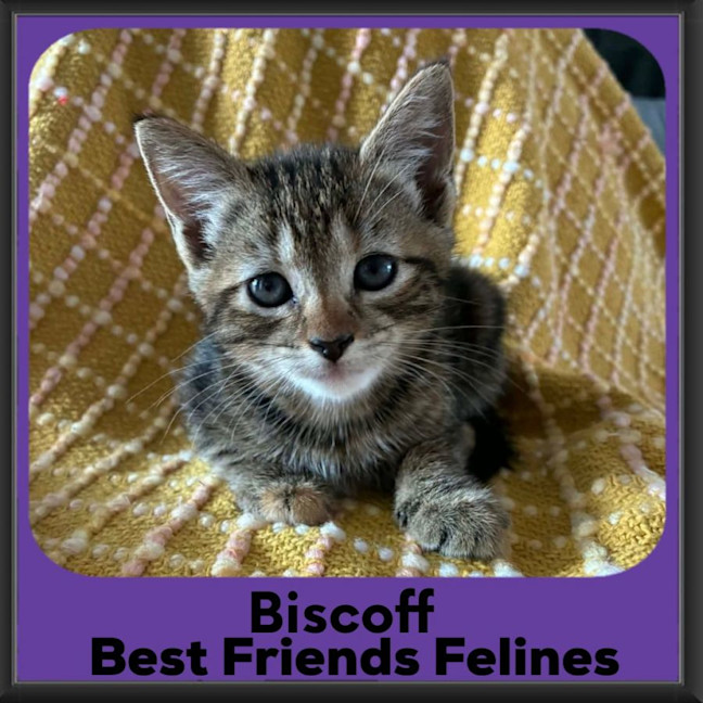 Photo of Biscoff