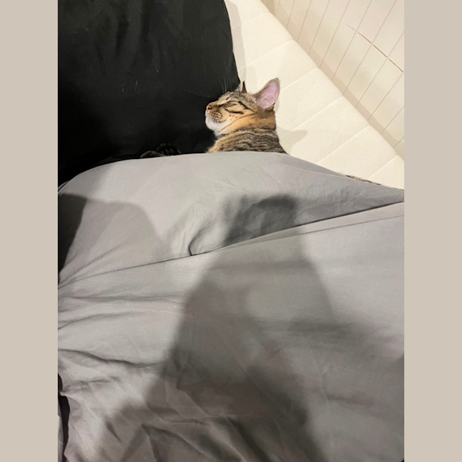 Photo of Patch