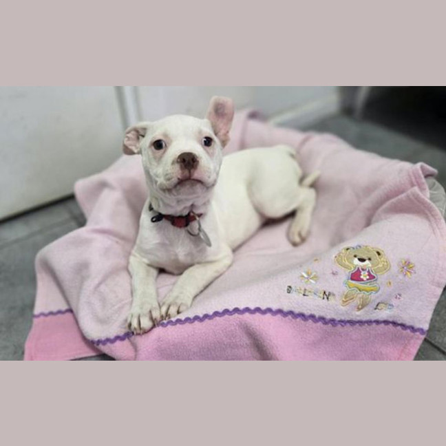 Photo of Snowy