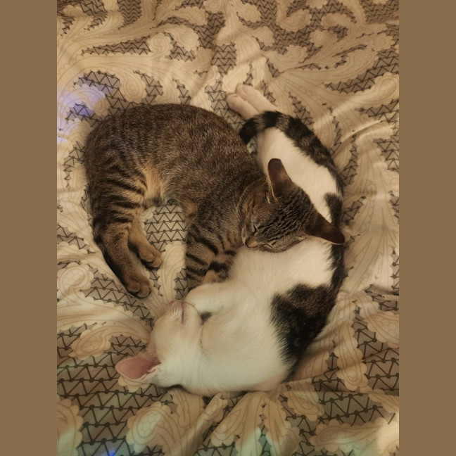 Photo of Woody & Chester 