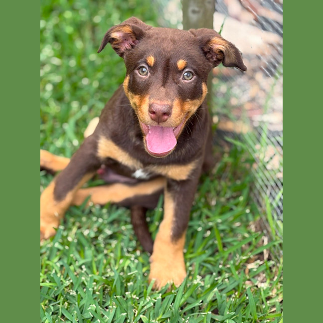 Photo of Milo 🐶🐶🐾🐾