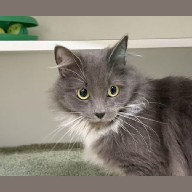 Photo of Stormy