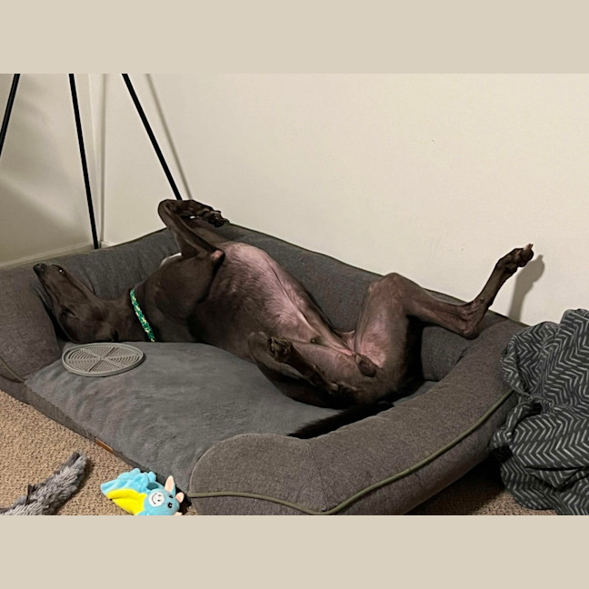 Photo of Mario, The Greyhound