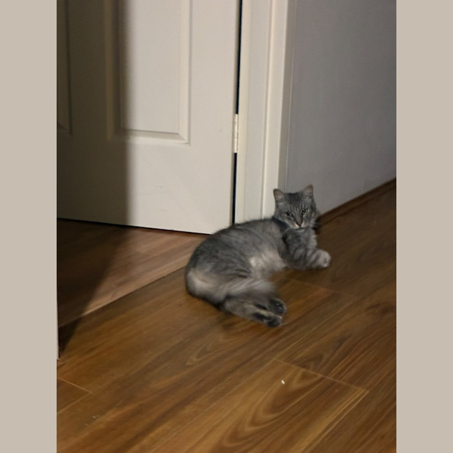Photo of Aslan