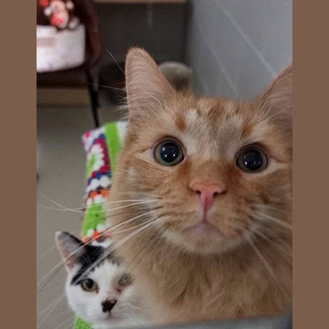 Photo of Simba (Bonded With Nala) 