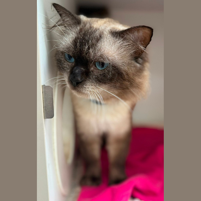 Photo of Ronan (9025)