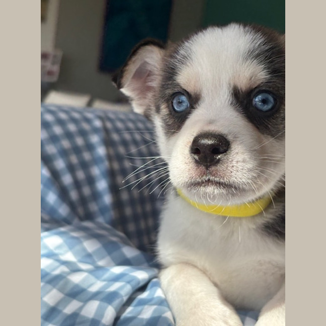 Photo of Charlie