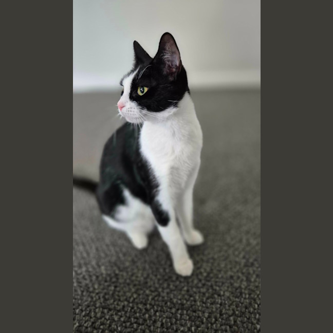 Photo of Flick 