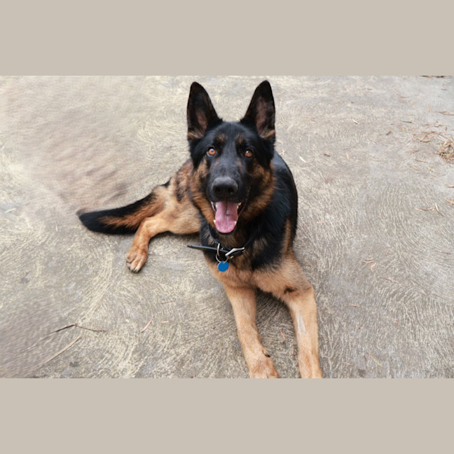 Photo of Rex