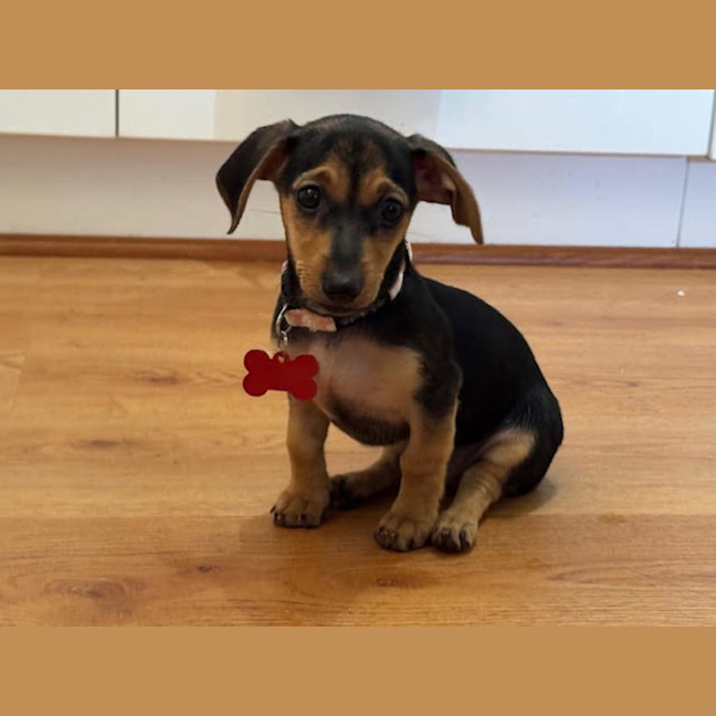 Photo of Nala, Brandy And Cookie