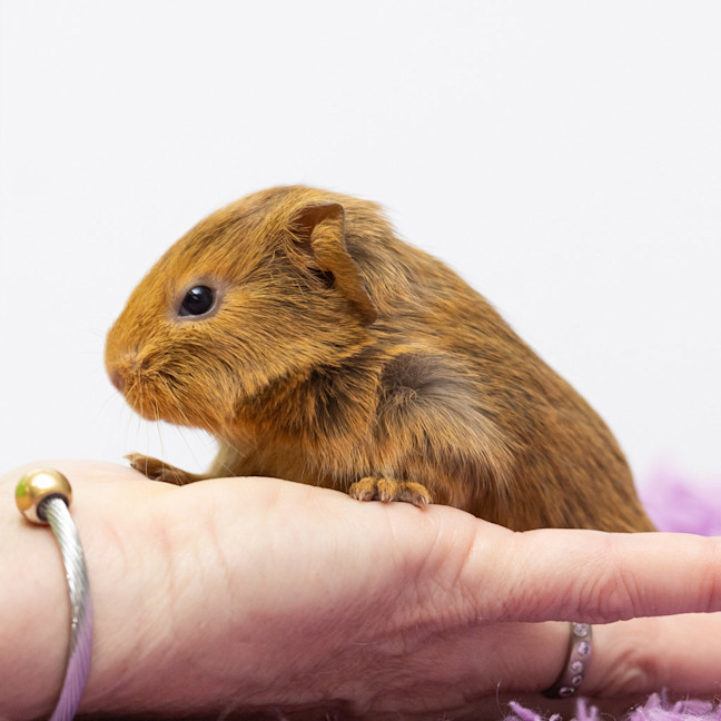 Photo of Belle