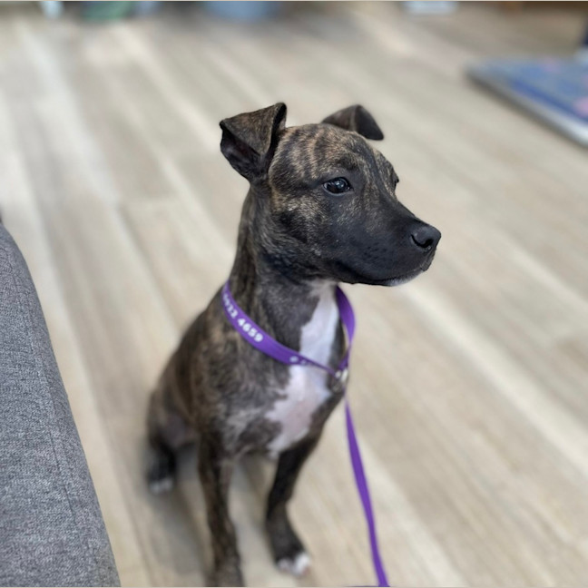 Photo of Ruby