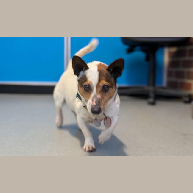 Photo of Otis