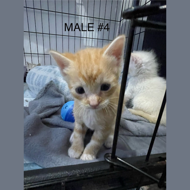 Photo of Jasper (K78)