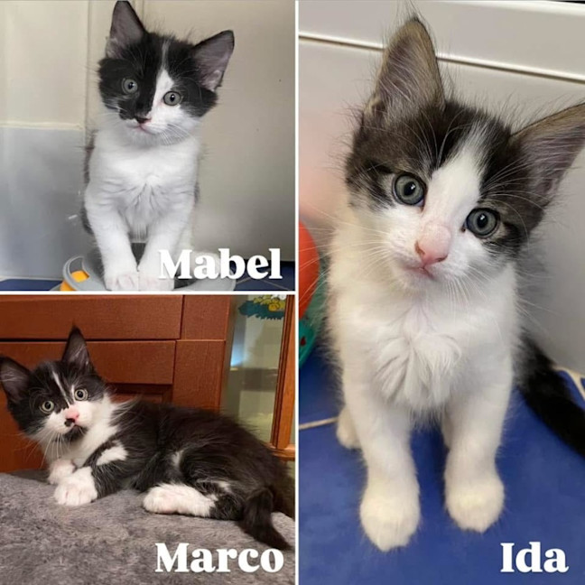 Photo of 11675/6/7   Marco, Mabel & Ida