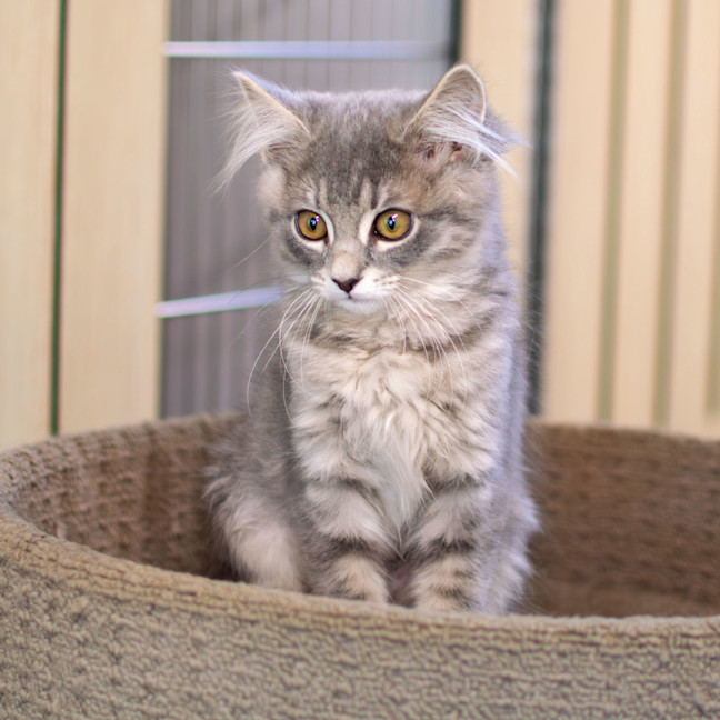 Photo of Pickle
