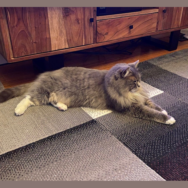 Photo of Bonita   In Foster Care In Brunswick