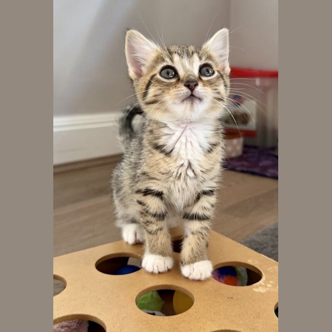 Photo of Fern