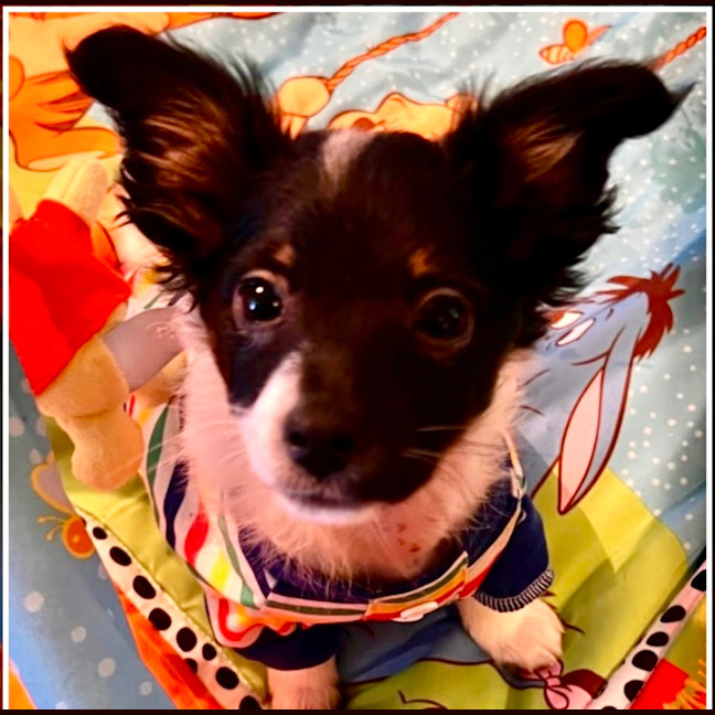 Photo of Rufus