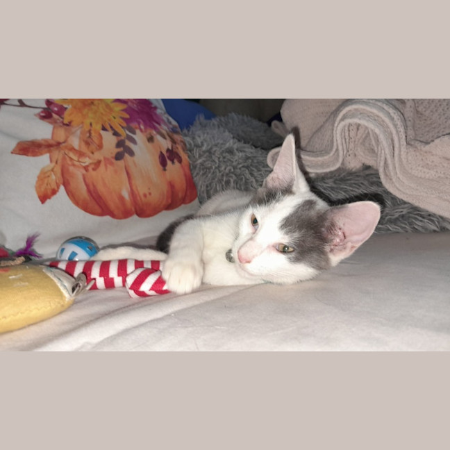 Photo of Loki