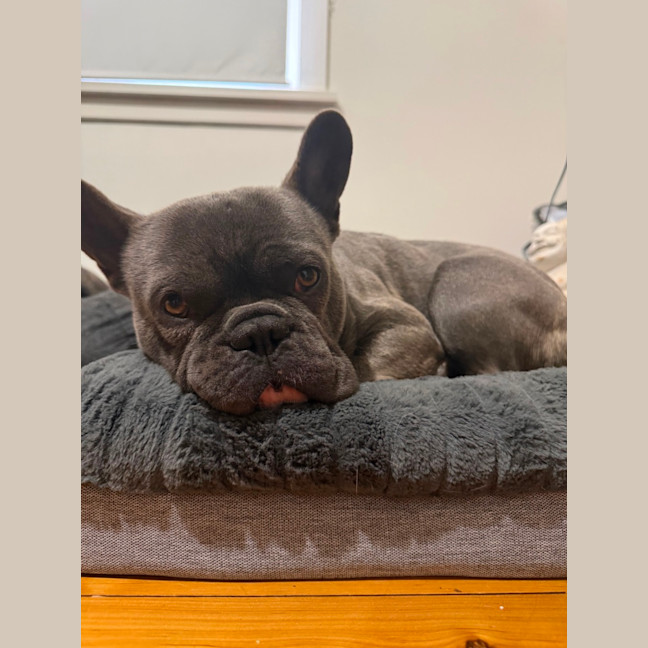 Photo of Hugo