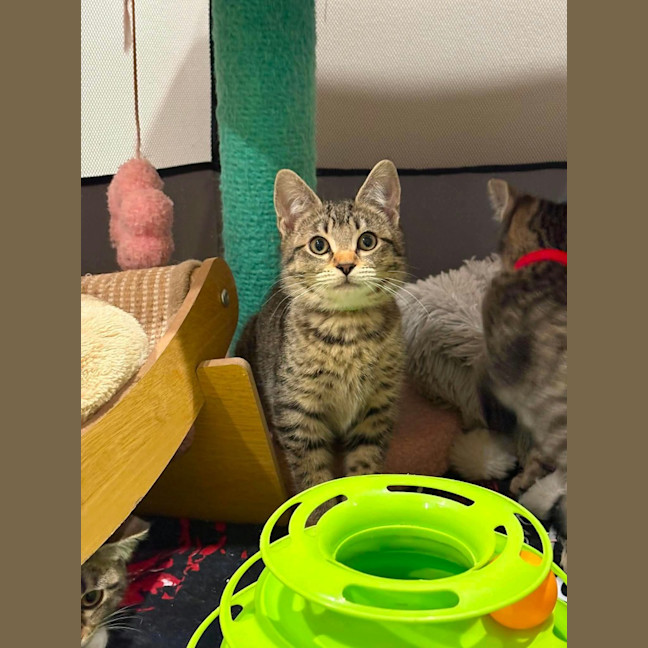 Photo of Chester
