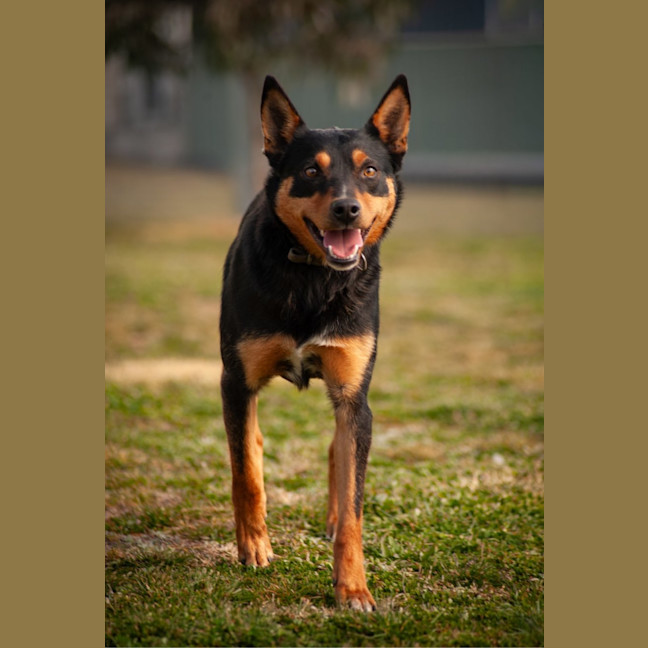 Photo of Bandit
