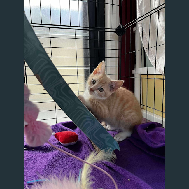 Photo of Nigel