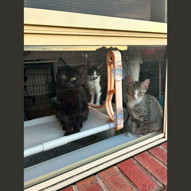 Photo of Donner *9 Lives Project Rescue*