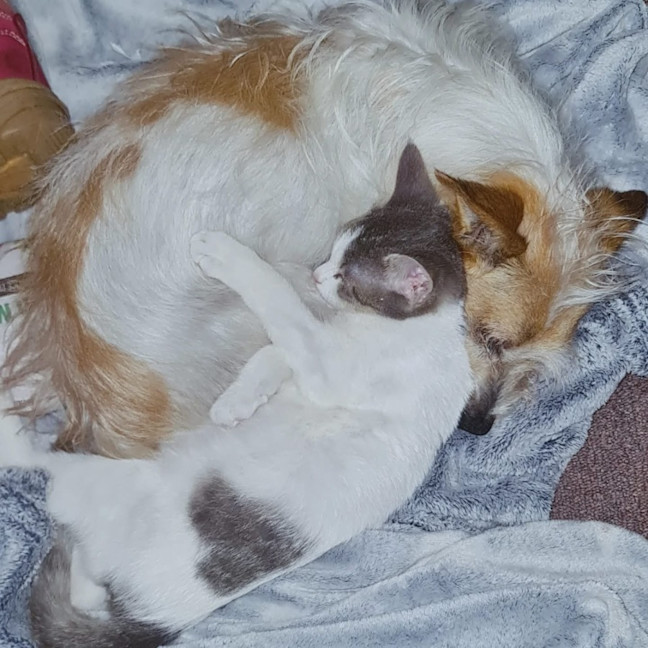 Photo of Cookies *9 Lives Project Rescue*