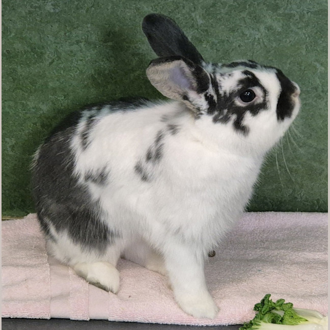 Photo of Spud 