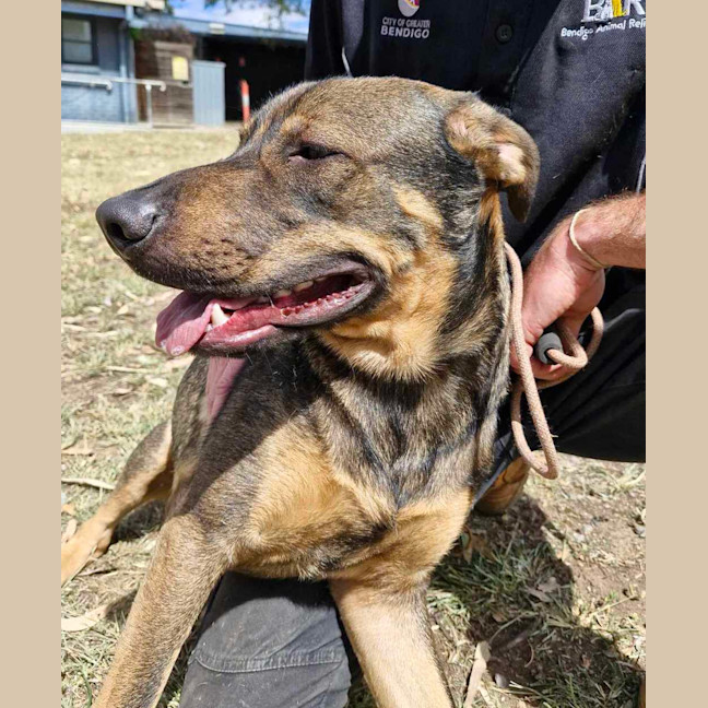 Photo of Buster (Boss)