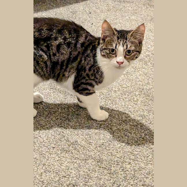 Photo of Kiki (Aka Heiki)