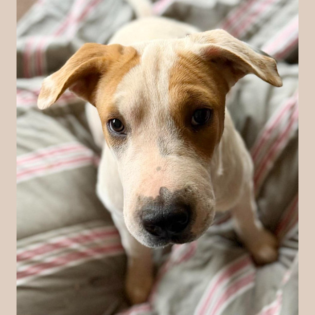 Photo of Toffee Twist