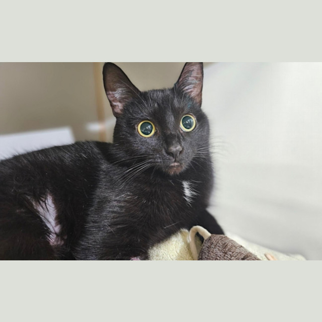 Photo of Midnight