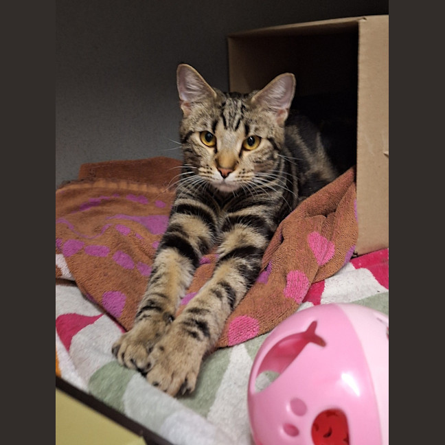 Photo of Tiger Lilly