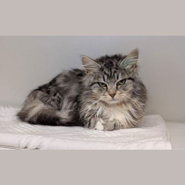 Photo of Pippa