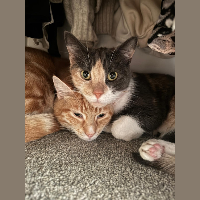Photo of Ginger And Snowy