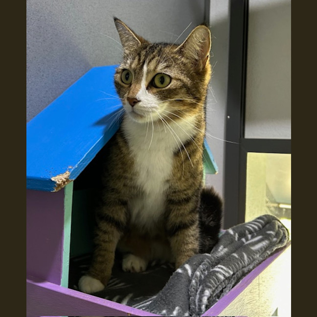 Photo of Kitty