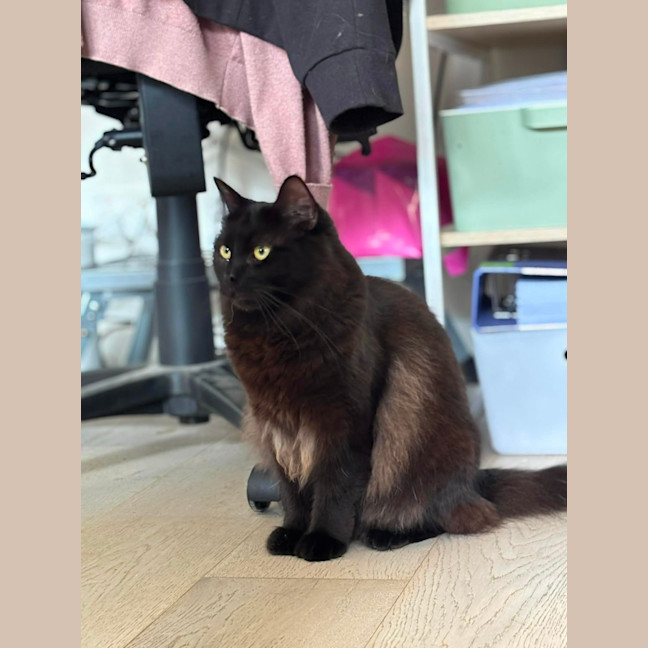 Photo of 🐈‍⬛💖 Annie 🐈‍⬛💖