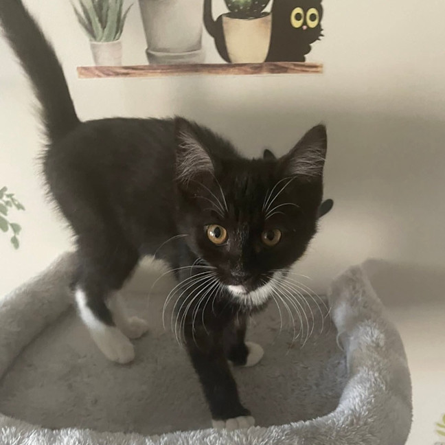 Photo of Sybil